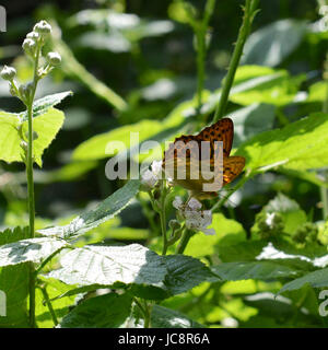 Manchester, UK. 14 Juin, 2017. Météo France : papillons sur Colley Hill, Surrey. Une d'argent lavé Fritillary Argynnis paphia papillon repose sur une fleur de ronce dans une clairière ensoleillée dans les bois dans les North Downs à Colley Hill, Surrey. Mercredi 14 juin 2017. Crédit photo : Lindsay : Le gendarme/Alamy Live News Banque D'Images