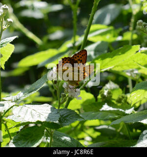 Manchester, UK. 14 Juin, 2017. Météo France : papillons sur Colley Hill, Surrey. Une d'argent lavé Fritillary Argynnis paphia papillon repose sur une fleur de ronce dans une clairière ensoleillée dans les bois dans les North Downs à Colley Hill, Surrey. Mercredi 14 juin 2017. Crédit photo : Lindsay : Le gendarme/Alamy Live News Banque D'Images