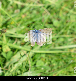 Manchester, UK. 14 Juin, 2017. Météo France : papillons sur Colley Hill, Surrey. Un papillon bleu commun, hirsute, Polyommatus icarus repose sur une tige de fleurs sauvages dans un pré sur les pentes de la colline Nord Downs au Colley, Surrey. Mercredi 14 juin 2017. Crédit photo : Lindsay : Le gendarme/Alamy Live News Banque D'Images