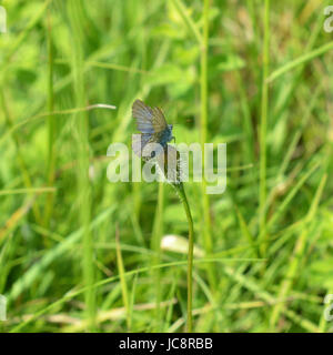 Manchester, UK. 14 Juin, 2017. Météo France : papillons sur Colley Hill, Surrey. Un papillon bleu commun, hirsute, Polyommatus icarus repose sur une tige de fleurs sauvages dans un pré sur les pentes de la colline Nord Downs au Colley, Surrey. Mercredi 14 juin 2017. Crédit photo : Lindsay : Le gendarme/Alamy Live News Banque D'Images