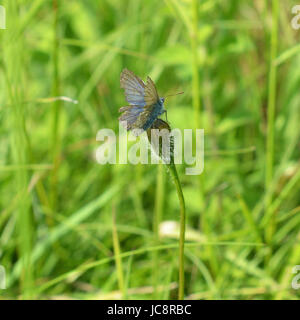 Manchester, UK. 14 Juin, 2017. Météo France : papillons sur Colley Hill, Surrey. Un papillon bleu commun, hirsute, Polyommatus icarus repose sur une tige de fleurs sauvages dans un pré sur les pentes de la colline Nord Downs au Colley, Surrey. Mercredi 14 juin 2017. Crédit photo : Lindsay : Le gendarme/Alamy Live News Banque D'Images