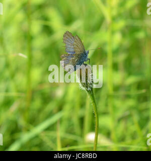 Manchester, UK. 14 Juin, 2017. Météo France : papillons sur Colley Hill, Surrey. Un papillon bleu commun, hirsute, Polyommatus icarus repose sur une tige de fleurs sauvages dans un pré sur les pentes de la colline Nord Downs au Colley, Surrey. Mercredi 14 juin 2017. Crédit photo : Lindsay : Le gendarme/Alamy Live News Banque D'Images