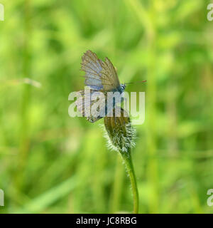 Manchester, UK. 14 Juin, 2017. Météo France : papillons sur Colley Hill, Surrey. Un papillon bleu commun, hirsute, Polyommatus icarus repose sur une tige de fleurs sauvages dans un pré sur les pentes de la colline Nord Downs au Colley, Surrey. Mercredi 14 juin 2017. Crédit photo : Lindsay : Le gendarme/Alamy Live News Banque D'Images