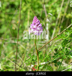 Manchester, UK. 14 Juin, 2017. Météo France : Orchidées sauvages fleur en Reigate Surrey UK. Une orchidée pyramidale Anacamptis pyramidalis, fleurit dans la chaleur de l'été dans un pré sur les pentes de la North Downs au Colley Hill, Reigate. Mercredi 14 juin 2017. Crédit photo : Lindsay : Le gendarme/Alamy Live News Banque D'Images