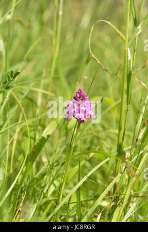 Manchester, UK. 14 Juin, 2017. Météo France : Orchidées sauvages fleur en Reigate Surrey UK. Une orchidée pyramidale Anacamptis pyramidalis, fleurit dans la chaleur de l'été dans un pré sur les pentes de la North Downs au Colley Hill, Reigate. Mercredi 14 juin 2017. Crédit photo : Lindsay : Le gendarme/Alamy Live News Banque D'Images