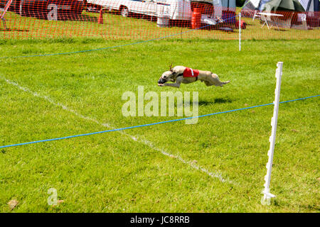 Course de Whippet sur le terrain de loisirs, Fordingbridge, Hampshire, Royaume-Uni, 14th juin 2017. Chien numéro 1 en vol complet. Banque D'Images