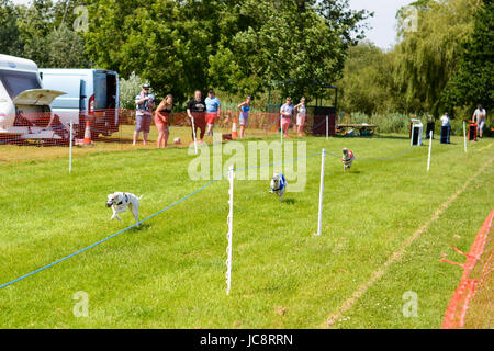 Course de Whippet sur le terrain de loisirs, Fordingbridge, Hampshire, Royaume-Uni, 14th juin 2017. Banque D'Images