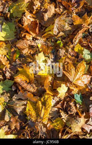Fond plein cadre d'automne feuilles empilées sur le sol brillant dans soleil d'automne Banque D'Images