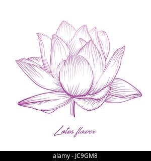 Vecteur Lotus nénuphar belle fleur mauve rose coloré gradient doux l'art du tatouage L'illustration. La main fine fleur plante linéaire moder floral Illustration de Vecteur