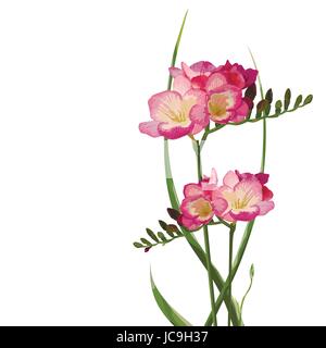 Freesia fleurs avec des boutons et des feuilles, des herbes magnifique bouquet vecteur illustration fine couleur élégante de l'élément isolé blanc backgroun Illustration de Vecteur