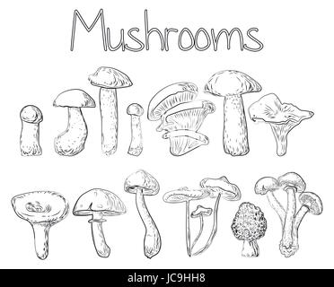 Forêt champignons girolles huîtres comestibles percini cap boletus greasers agaric russule miel tremble. Vue côté gros plan horizontal vecteur noir outlime Illustration de Vecteur