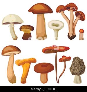 Forêt champignons chanterelle comestible percini cap boletus greasers agaric russule miel tremble. Place de vecteur libre clip art belle couleur vue de côté Illustration de Vecteur