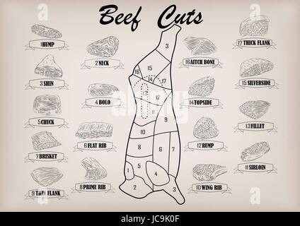 Vache boeuf carcasse côté bull coupe couper des parties d'infographies sign pancarte bouchers affiche guide : cou, poitrine, morceau de rumsteck filet. Magnifique vecteur Illustration de Vecteur