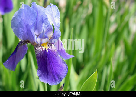 Beau bleu et violet fleur d'iris germanica, Kharput Banque D'Images