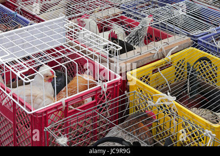 Poules et coqs dans des cages au marché de la volaille Banque D'Images