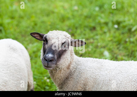 Schafe mit einem kurzen lockigen wolligen ont chuté auf einer grünen Sommerweide im Freien bei Tageslicht Banque D'Images