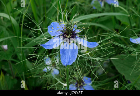 L'amour dans une brume fleur (Nigella damascena) dans un jardin. Banque D'Images