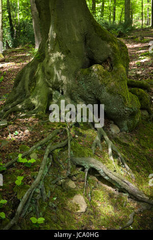 L'Allemagne, dans une forêt à l'Ruhrhoehenweg dans l'Ardey montagnes près de Witten, mousse sur la racine d'un vieux chêne arbre. Banque D'Images