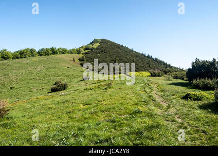 Mountain meadow sur za kraviarskym kraviarske avec col colline couverte de Pinus mugo au printemps dans les montagnes Mala fatra slovaquie avec ciel clair Banque D'Images