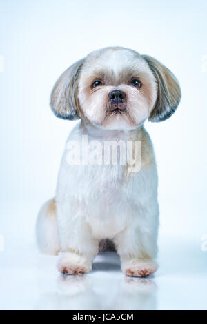 Shih Tzu chien avec cheveux courts après le toilettage vue avant. Sur fond bleu et blanc brillant. Banque D'Images