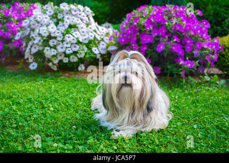 Shih Tzu chien dans jardin avec des fleurs sur l'herbe verte Banque D'Images