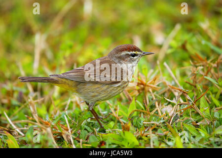 Paruline (Setophaga palmarum) sur le terrain Banque D'Images