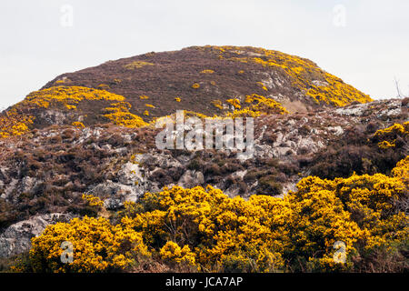 Montagne couverte de genêt sur Fanad Peninsula, comté de Donegal, Irlande Banque D'Images