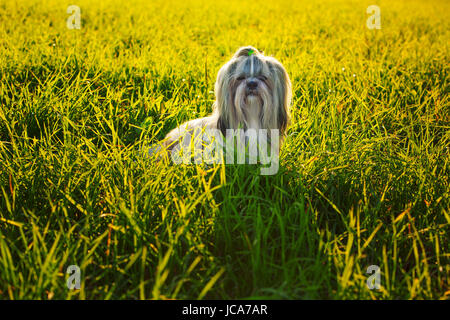 Shih Tzu chien dans l'herbe d'été la lumière au coucher du soleil Banque D'Images