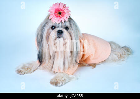 Shih Tzu chien en peignoir rose couchant avec décoration florale. Sur fond bleu et blanc. Banque D'Images