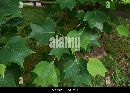 Liriodendron tulipifera Banque D'Images