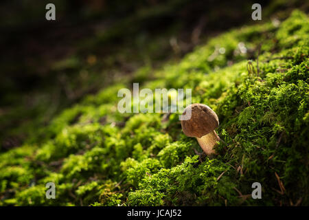 Les champignons comestibles avec un goût excellent, neoboletus luridiformis Banque D'Images