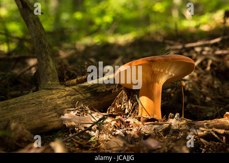 Lactarius volemus. Les champignons comestibles avec un goût excellent. L'alimentation bio. Les champignons non cultivés. Banque D'Images