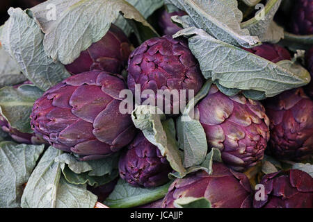 Frais artichauts violets avec des feuilles vertes sur le marché de détail Affichage, low angle view Banque D'Images