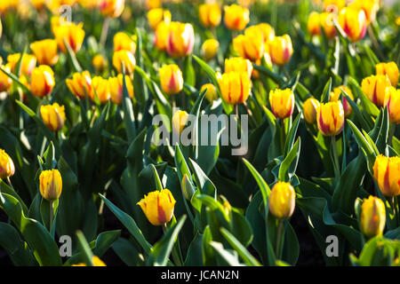 Parterre de fleurs avec beaucoup de tulipes jaune Banque D'Images