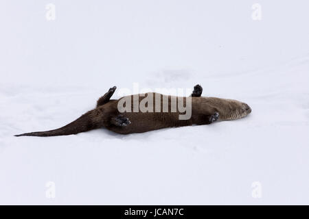 Otter se détendre dans la neige à la vallée de Lamar, parc national de Yellowstone février 2017. Banque D'Images