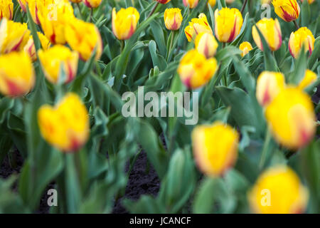 Parterre de fleurs avec beaucoup de tulipes jaune Banque D'Images