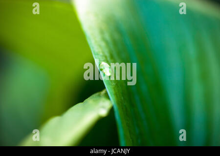 Close up of rosée goutte sur hosta feuille verte. Banque D'Images