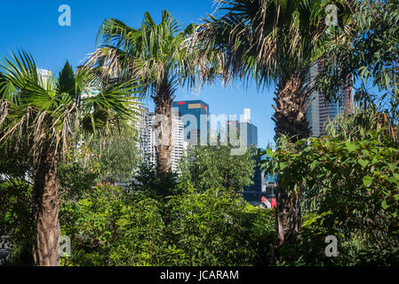 Barangaroo, un nouveau projet de régénération de la création de l'espace paysagé pointe parc ouvert, Sydney, NSW, Australie Banque D'Images