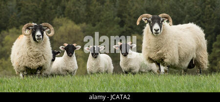 Deux moutons à face noire avec quatre agneaux Banque D'Images