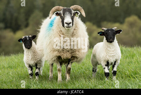 Deux moutons à face noire avec deux agneaux Banque D'Images