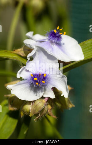 Fleurs blanc bleu centré du millepertuis, spider hardy vivaces Tradescantia (Andersoniana Group) 'Osprey' Banque D'Images