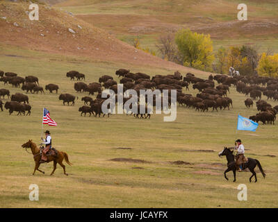 Les cavaliers portent les drapeaux nationaux et d'état Custer, Buffalo Roundup, Custer State Park, dans le Dakota du Sud. Banque D'Images