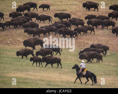 Riders déplacer le troupeau de bisons, Custer Buffalo Roundup, Custer State Park, dans le Dakota du Sud. Banque D'Images