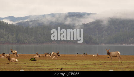 Troupeau de wapiti de Tule le long de lac de montagne dans le nord de la Californie. Banque D'Images