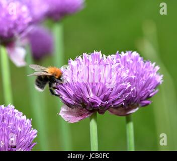 Brown Carder Abeille sur fleur de ciboulette Banque D'Images