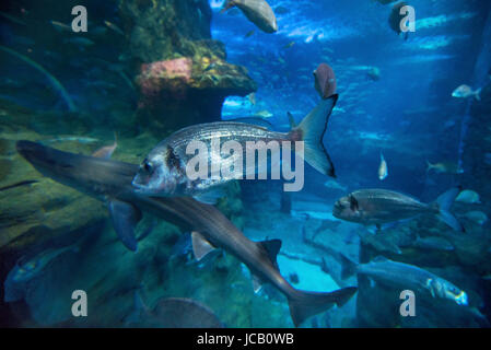 Poissons nageant dans l'eau de mer grand aquarium Banque D'Images