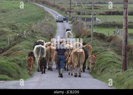 Bétail sur la route Ireland.Farmer en Irlande marchant derrière un troupeau de vaches sur une route de campagne étroite sur Valentia Island dans le comté de Kerry, Irlande. Banque D'Images