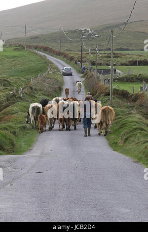 Troupeau de vaches sur une route de campagne, dans le comté de Kerry, Irlande. Banque D'Images