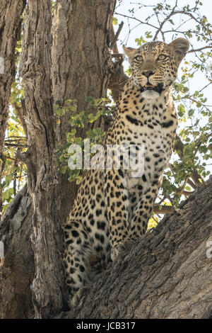 Leopard d'alerte dans l'arbre Banque D'Images