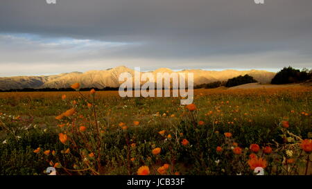 Champs de fleurs de la Californie au cours de l'superbloom avec San Diego montagnes en arrière-plan et nuages frais généraux Banque D'Images